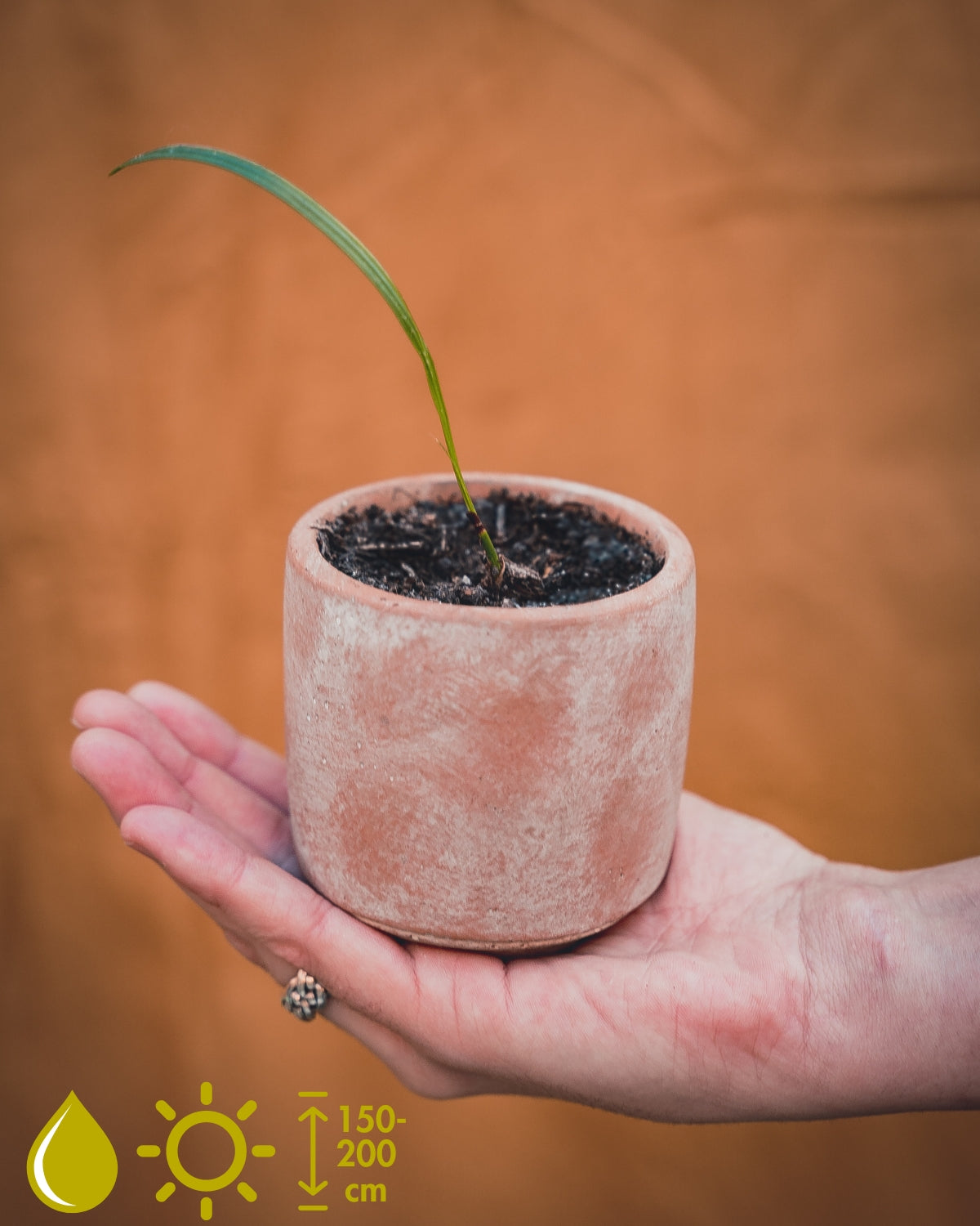 10 Pygmy Date Palm (Phoenix Roebelenii) Dwarf Miniature Tree Seeds - USA Grown